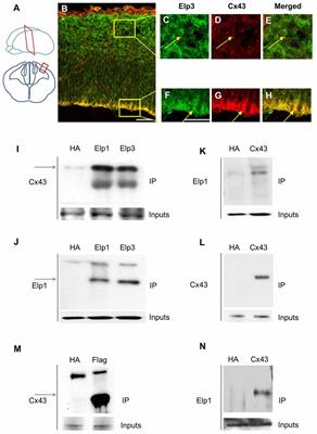 Loss of Elp3 Impairs the Acetylation and Distribution of Connexin-43 in the Developing Cerebral Cortex